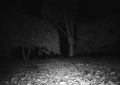 夜間撮影の画像